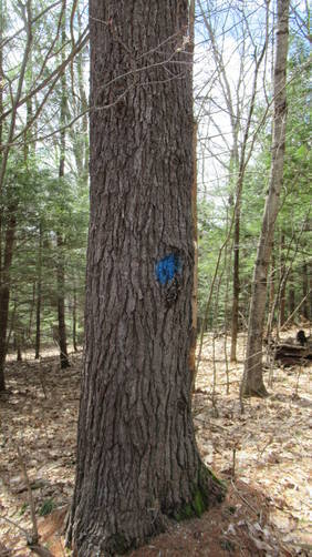 Marker on Tree through residential area