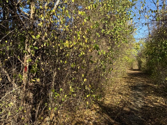 Red blazes along Main Loop Trail