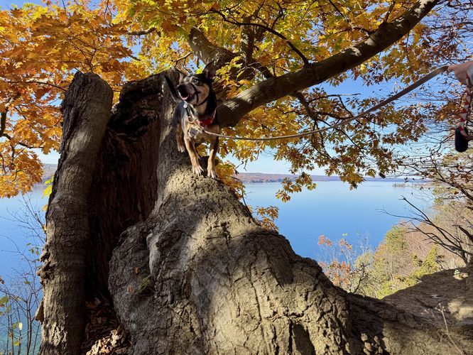 Jax on a tree with foliage, at Edwards Lake Cliffs