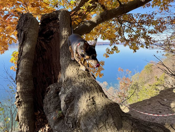 Jax exploring Edwards Lake Cliffs