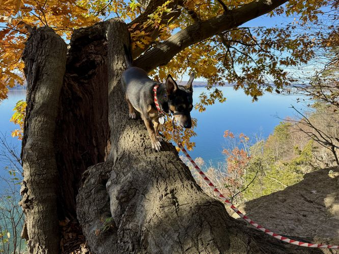 Jax exploring Edwards Lake Cliffs