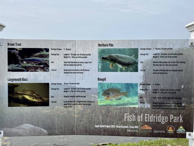 Fish lifespans at Eldridge Lake
