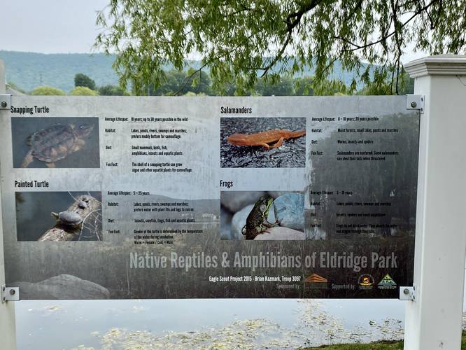 Reptile and Amphibious lifespans at Eldridge Lake