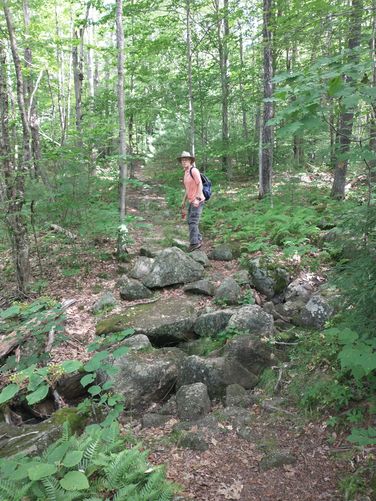 Rocky trail substrate 