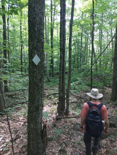 McIntire Trail blaze