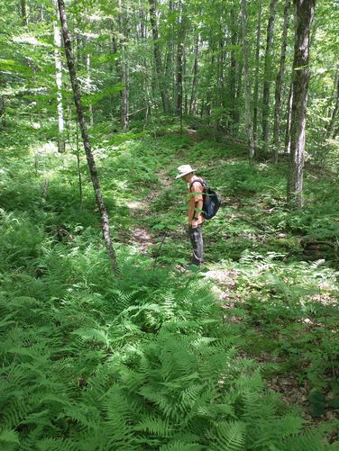 Lots of ferns on the McIntire Trail 