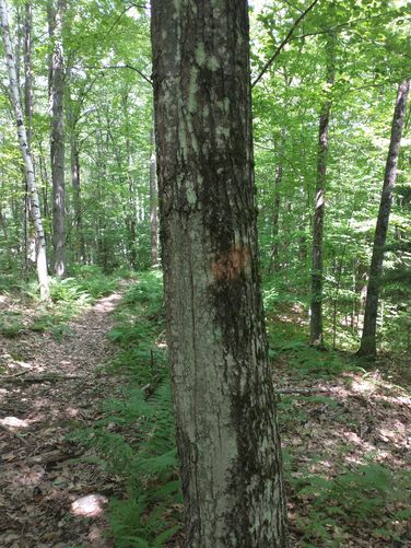 Gage Trail orange blazes are sometimes very hard to see 