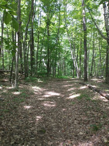 Gage trail wide and flat
