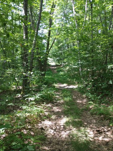 Trail substrate 