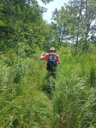 Part of the Gage trail is very grassy and a bit swampy
