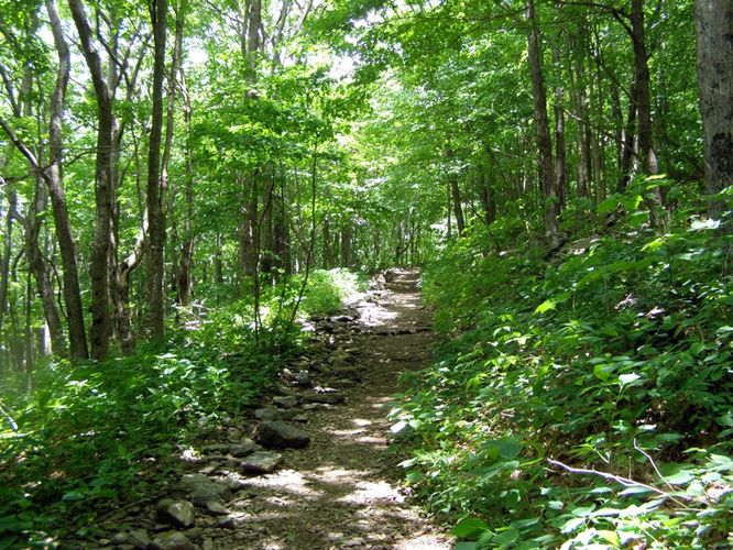 Picture 11 of Elk Knob Hike 061415