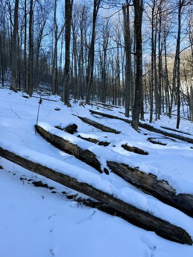 Lots of blowdowns along the trail
