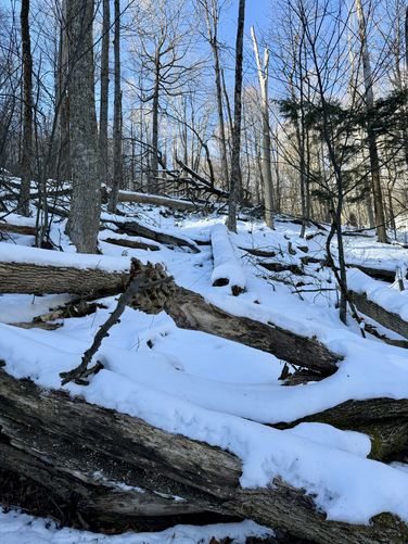 More blowdowns along the trail