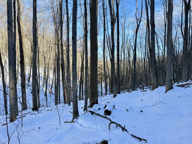 Hiking the loosely-defined Water Trough Hollow Trail