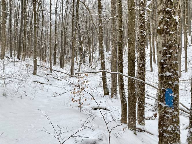 Blue Blazes of the Elm Hollow Trail