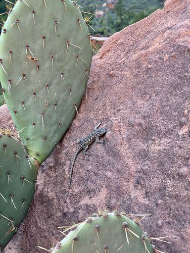 Prickly Pear Cactus and a small lizard in Zion Valley