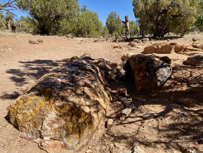 Petrified wood