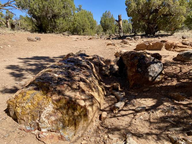 Petrified wood