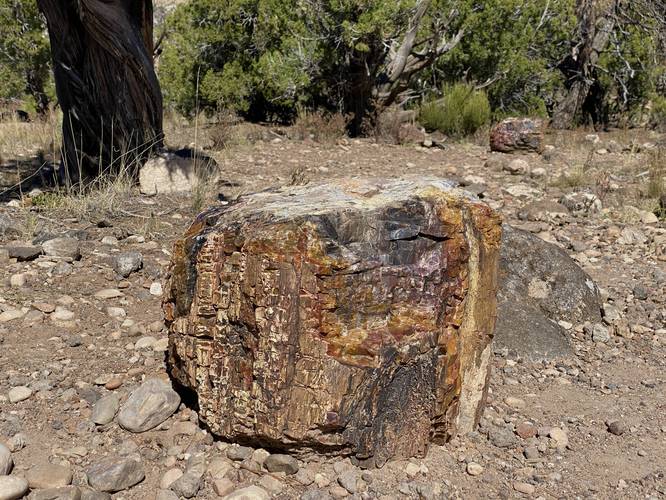 Cross-cut section of an ancient tree (petrified wood)