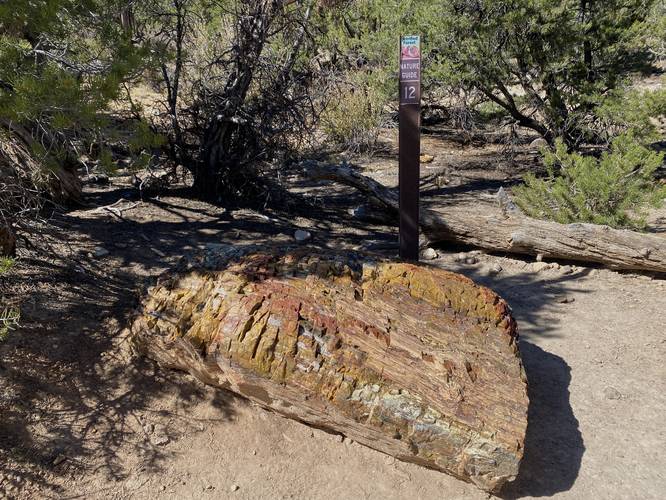 Petrified wood