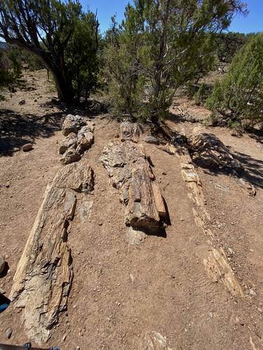 Petrified wood (ancient tree lying on its side in the dirt)