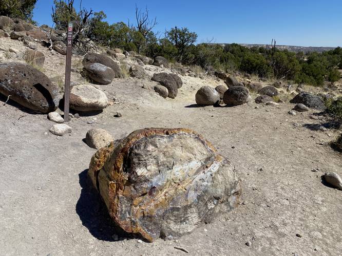 Massive cross-cut of petrified wood