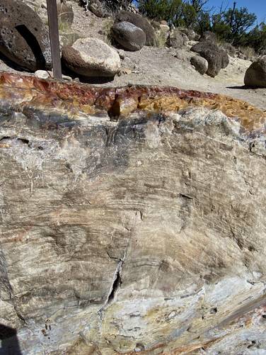 Ancient tree rings line the rock of this petrified wood