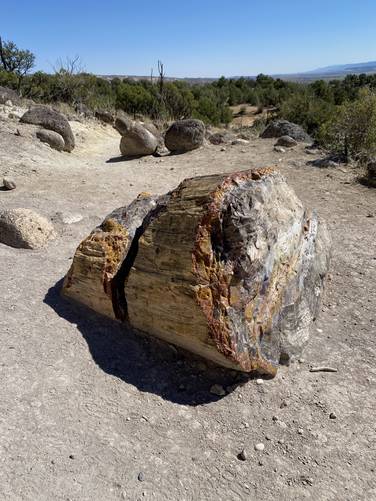 Massive cross-cut of petrified wood