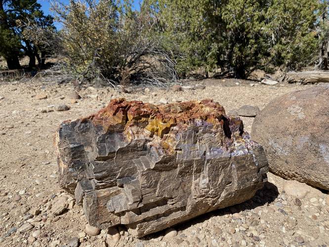 More petrified wood