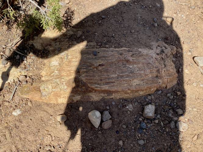 Petrified wood (ancient tree lying on its side in the dirt)