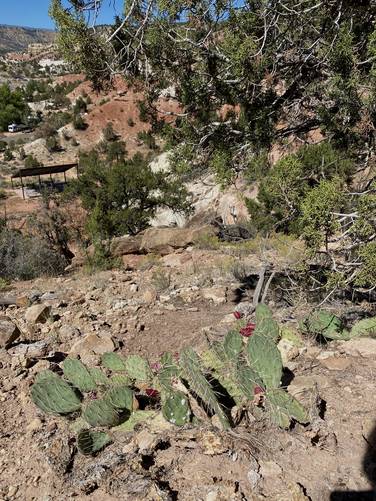 Red-flowering Prickly Pear Cactus