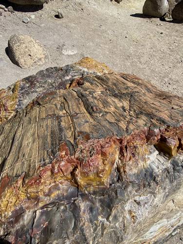 Up-close look at the most impressive petrified wood along the hike