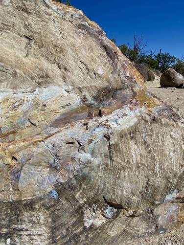 Ancient tree rings line the rock of this petrified wood