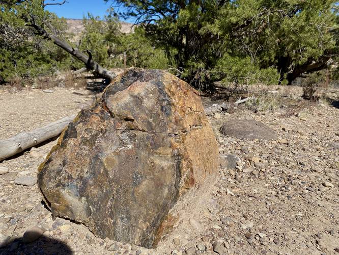 Tree rings in the petrified wood