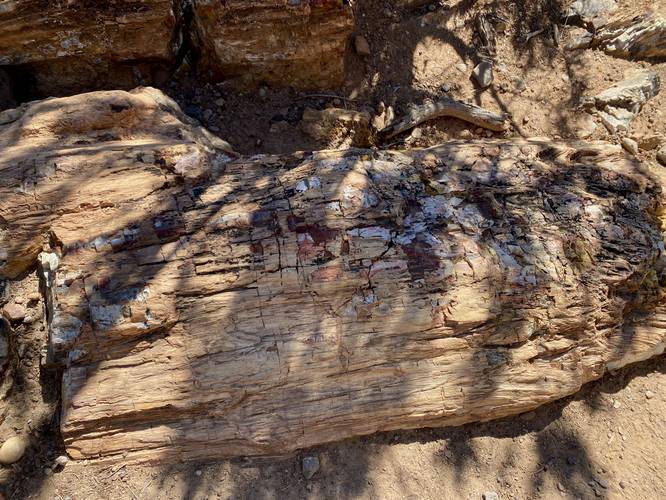 Petrified wood (ancient tree lying on its side in the dirt)