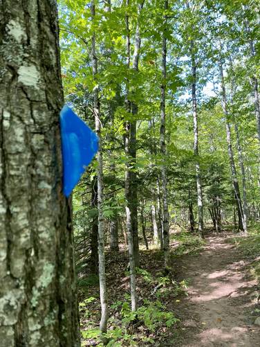Blue blazes of the Escarpment Trail