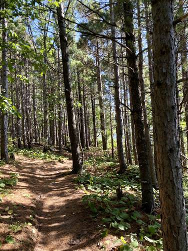 Trail passes through a pine forest before reaching the vista