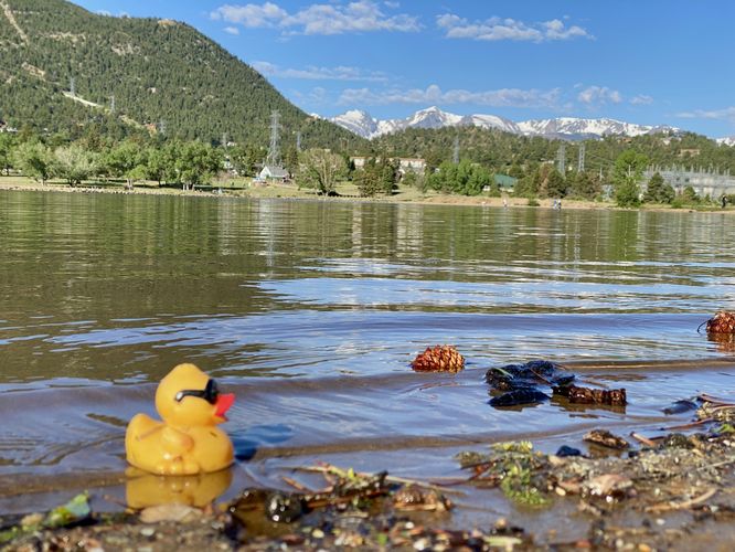 Rubber ducky found in Lake Estes