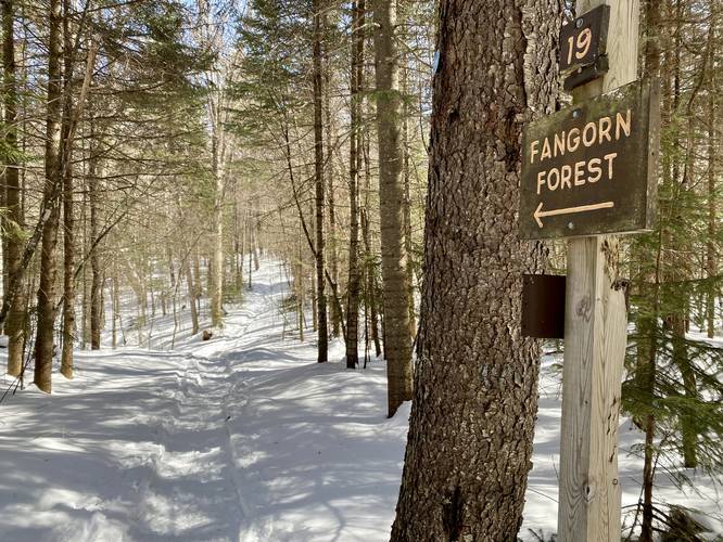 Fangorn Forest Trail
