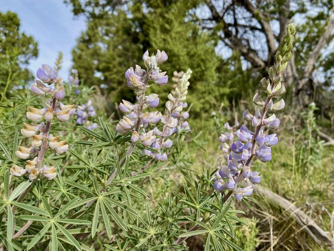 Lupine wildflowers