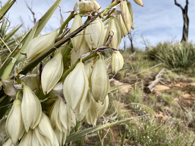 Banana Yucca wildflowers