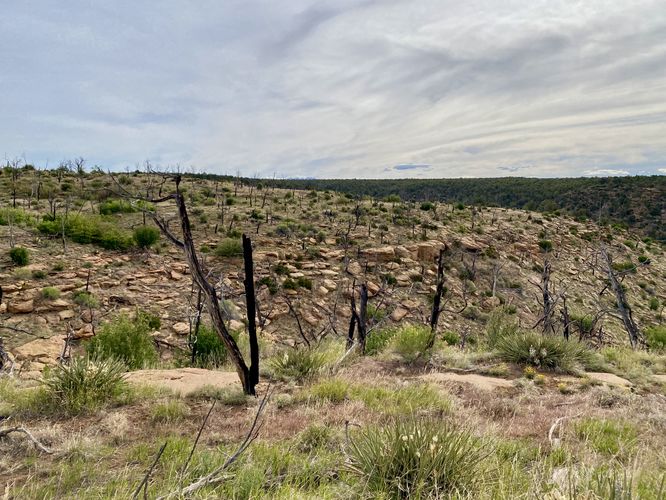 Wildfire evidence along the Farming Terrace Loop Trail