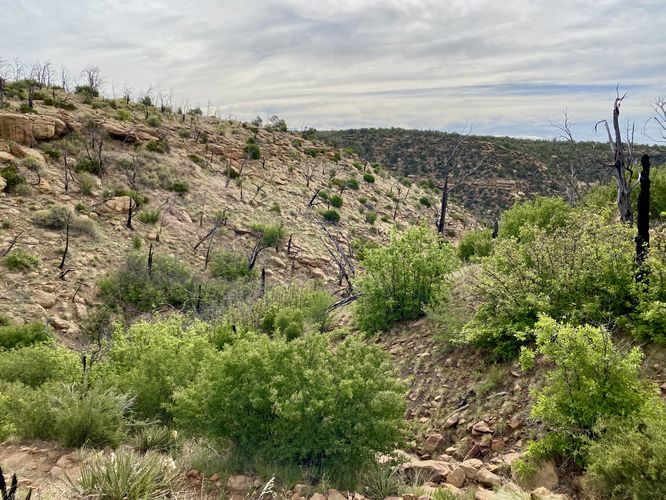 Canyon gully slopes of Soda Canyon