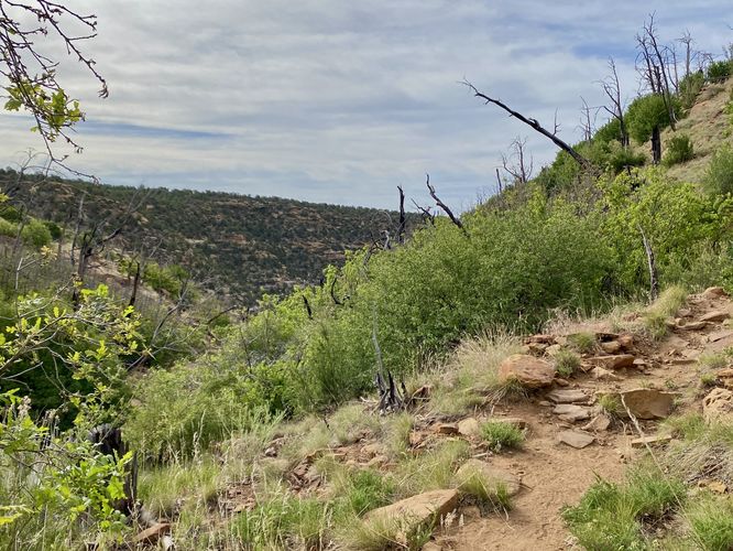 Trail leads into a canyon gully where ancient Puebloans used to farm