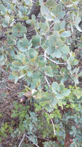 Sonoran Scrub Oak