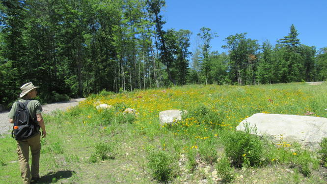 A field of wildflowers along the trail