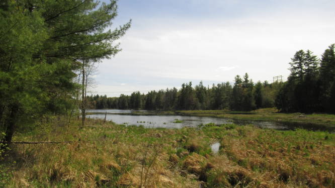 Buxton Brook Marsh sits to the south of the Ferrin Pond Trail