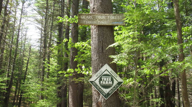 Wear Town Forest Sign