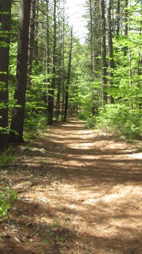 Trail leading from gate to forest trail