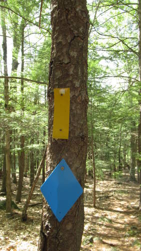 Part of the trail has yellow AND blue markers